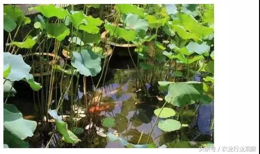 创业小黑板｜鸭稻共生、稻鳖共生、鸡茶共生、稻鱼共生