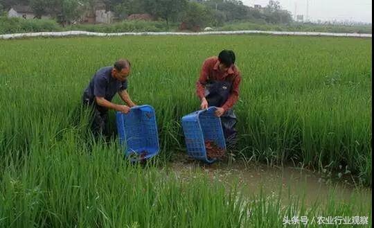 创业小黑板｜鸭稻共生、稻鳖共生、鸡茶共生、稻鱼共生