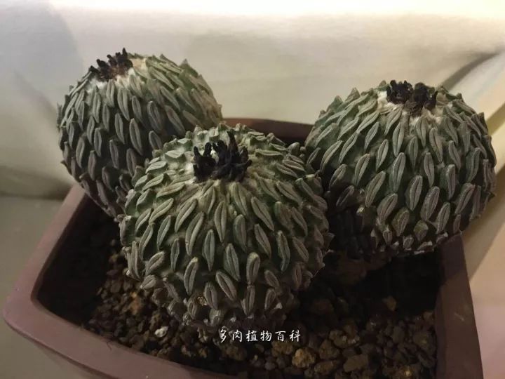 公认最美4种多肉植物图片,2014年上海多肉植物展图片