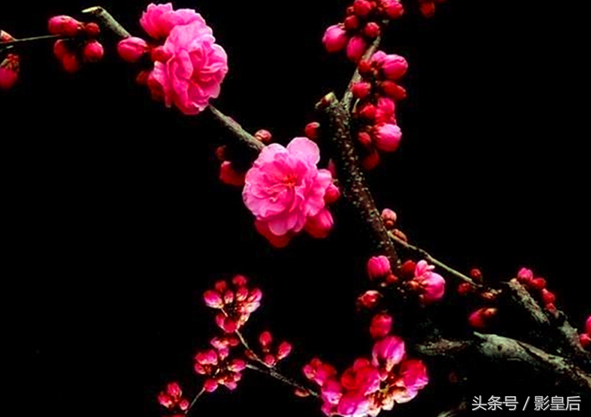 三生三世十里桃花诗,三生三世十里桃花帝君