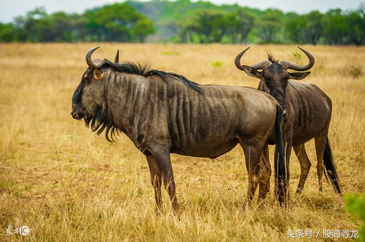 抓住强势牛股的最好方法,日线捕捉牛股的方法