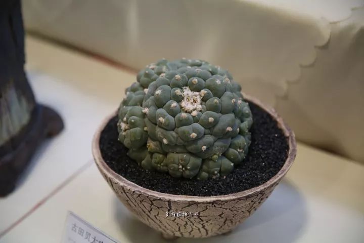 公认最美4种多肉植物图片,2014年上海多肉植物展图片