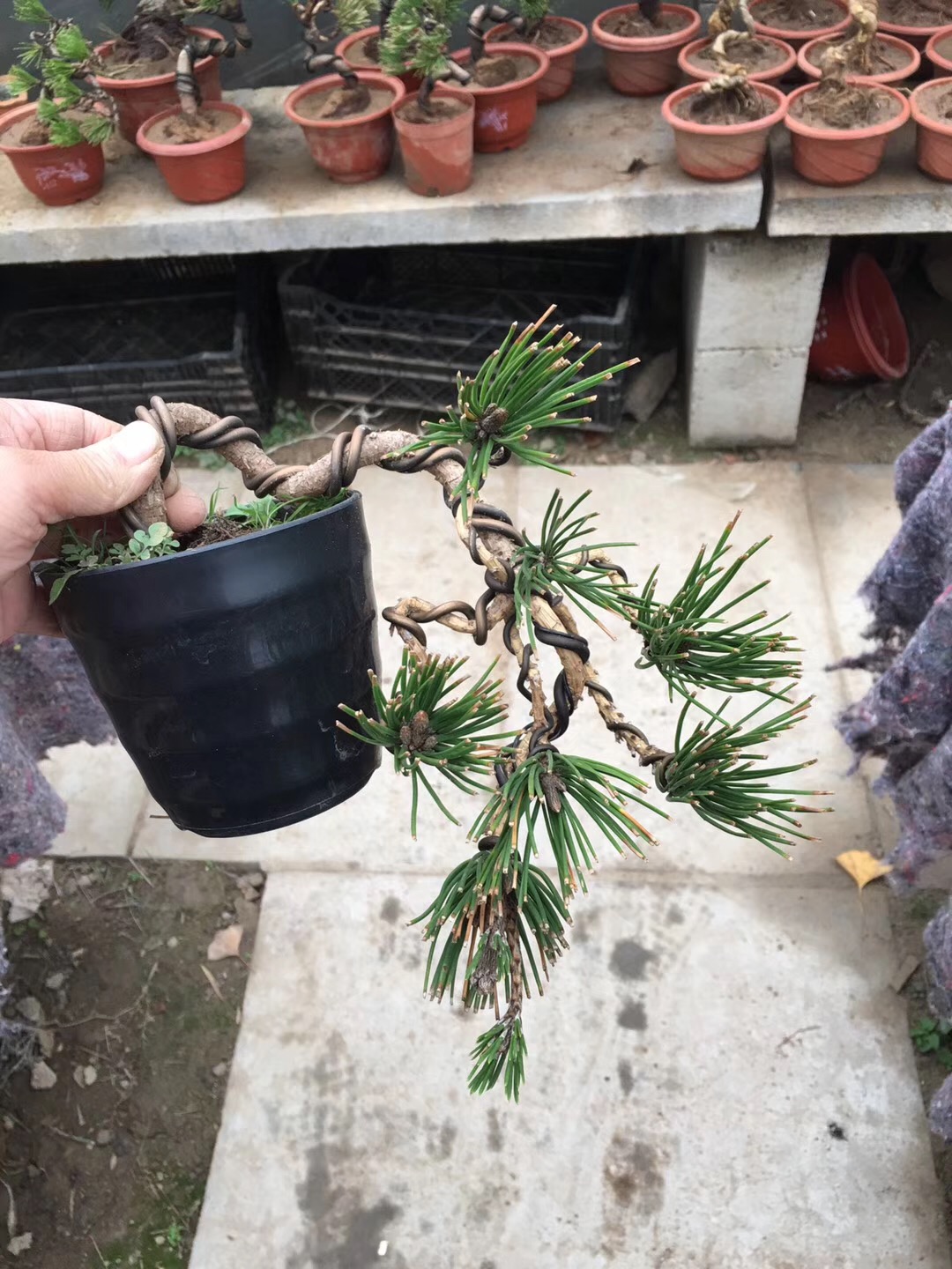 形态各异的黑松盆景,黑松盆景三支素材怎么造型