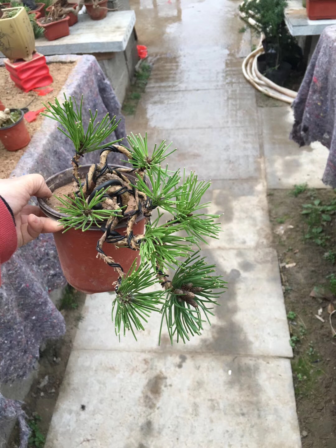 盆景黑松的造型及样品,人工培养近10年的小黑松盆景造型