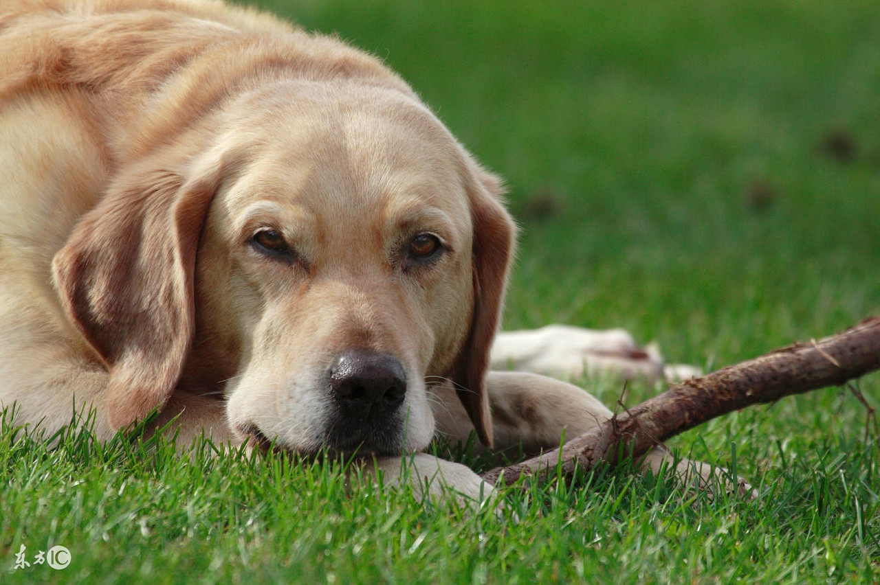 拉布拉多狗消化不良怎么办,拉布拉多幼犬消化不良怎么办