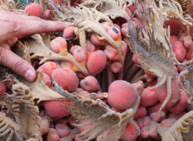 农村大爷卖果树苗,铁树果子多少钱1斤