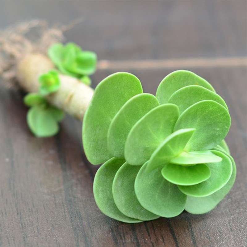 金钱木叶子发蔫变软,金钱木叶子发黄发软怎么补救