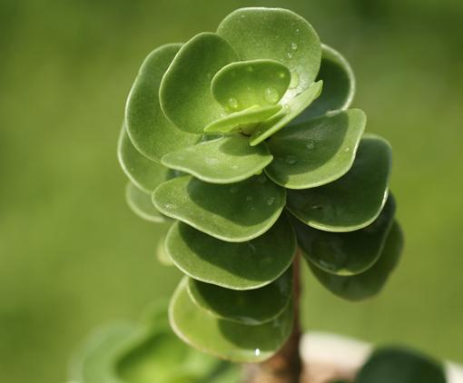 金钱木叶子发蔫变软,金钱木叶子发黄发软怎么补救