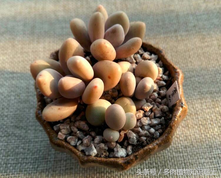 多肉植物到底好不好入坑,多肉植物入坑记