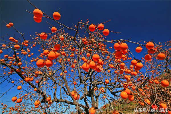 你知道什么柿子最好吃,吃柿子你一定要知道这些