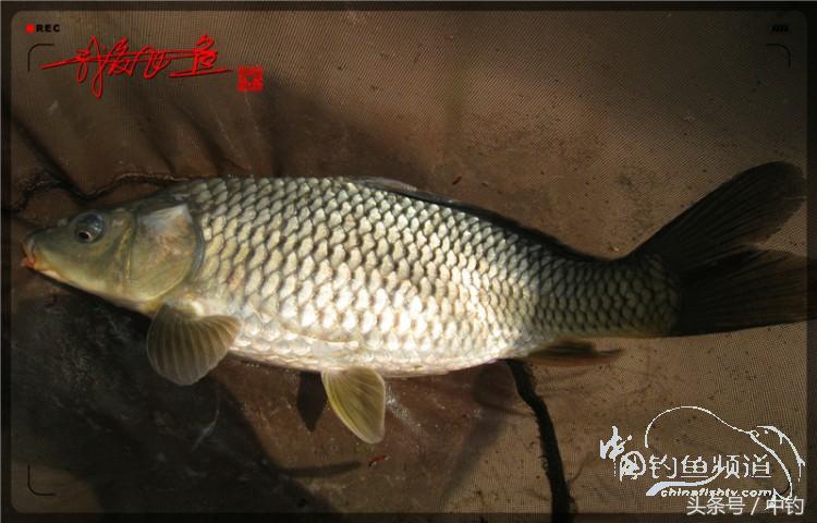 朋友相聚钓罗非,好友们相约一起钓鱼视频