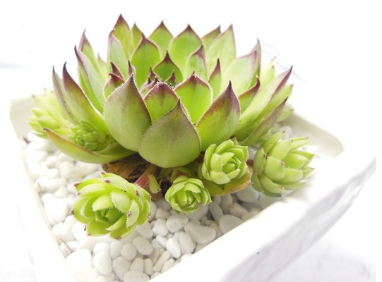 观音莲的病害夏天养殖方法,观音莲座蕨病虫害