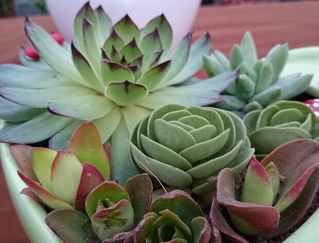 观音莲的病害夏天养殖方法,观音莲座蕨病虫害