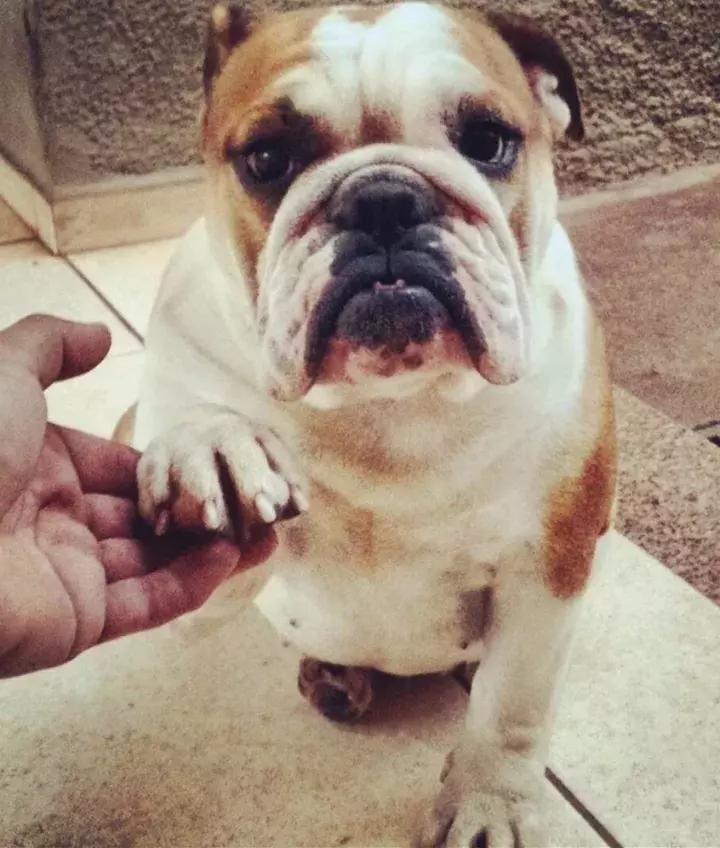 斗牛犬不爱吃狗粮怎么办呀,斗牛犬不爱叫怎么回事