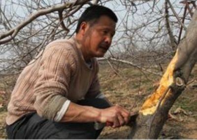 如何做好苹果腐烂病的防治工作?