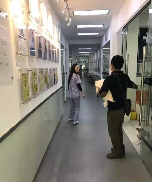 中国为什么没有正规的宠物医院,国内靠谱的宠物医院