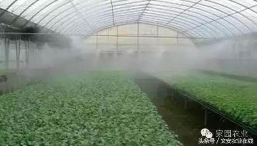 番茄坐果不好怎么办,番茄授粉率低怎么办