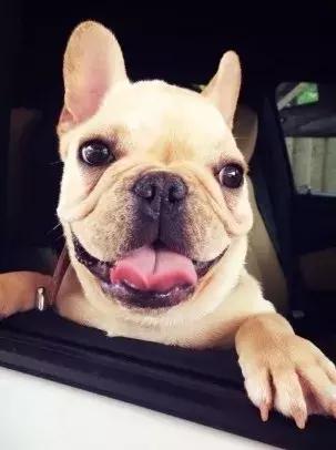 斗牛犬不爱吃狗粮怎么办呀,斗牛犬不爱叫怎么回事