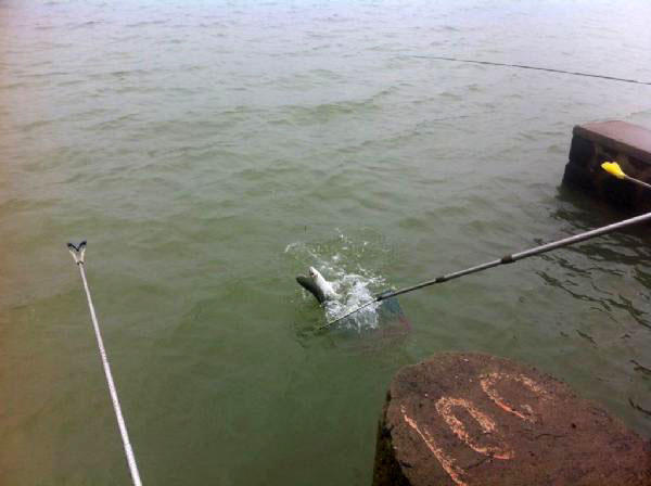 湛江钓水面乌头,湛江雷州钓乌头