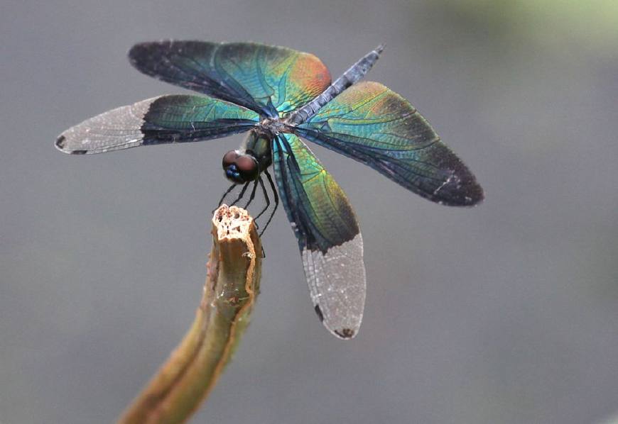 大蜓和蜻蜓区别,蜻蜓的蜻和蜓怎么区分