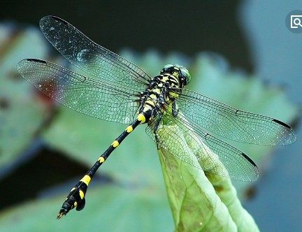 蜻和蜓的区分方法,蜻蜓的蜻和蜓怎么区分