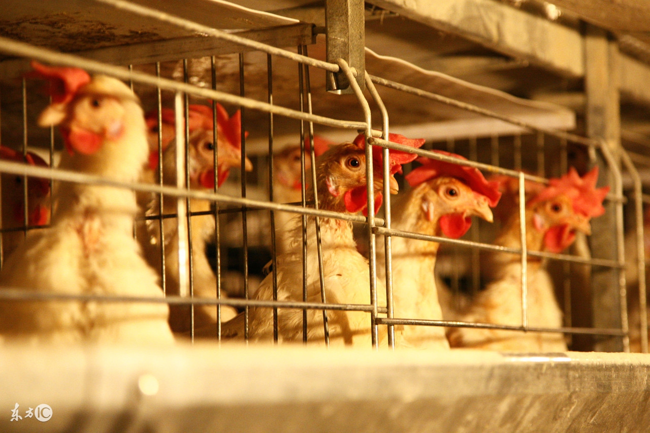 优质鸡蛋如何养殖,优质鸡健康养殖技术