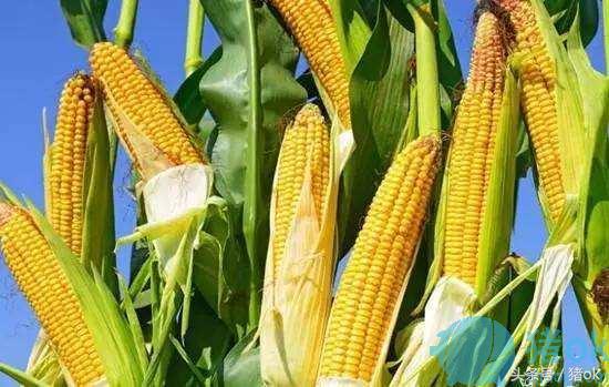 猪喂饲料反复拉肚子怎么回事,喂猪喂的多了猪拉稀怎么办