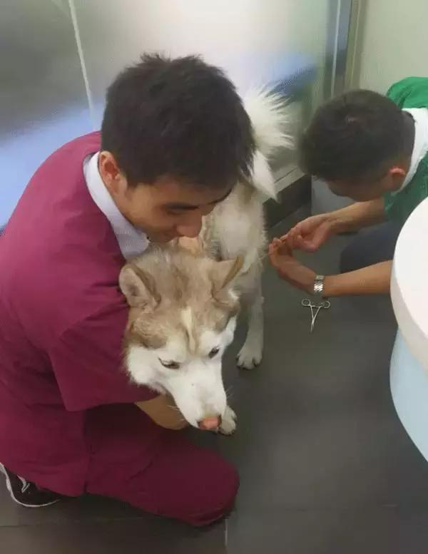 中国为什么没有正规的宠物医院,国内靠谱的宠物医院