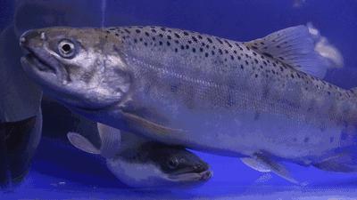 天津藏在小巷里网红店,天津和平区日料店推荐