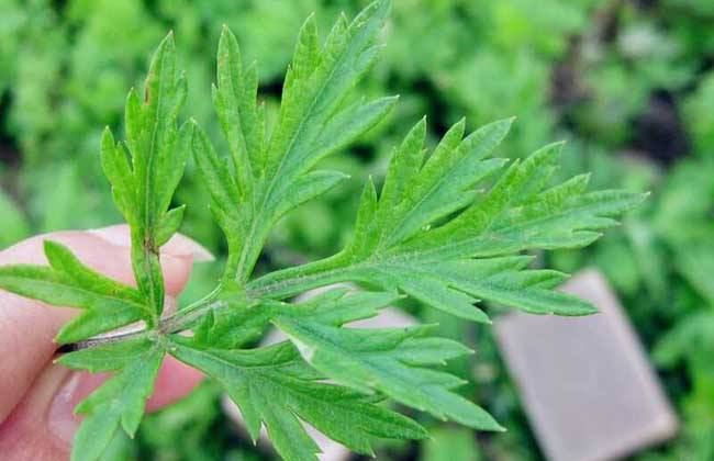 你们还把艾叶当废叶？那你们就大错特错了