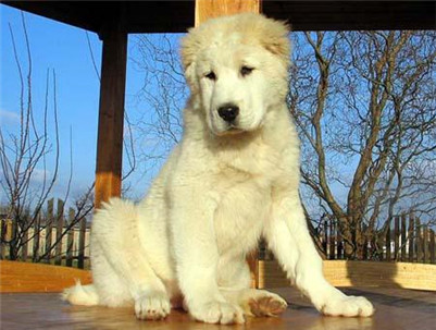 雄性中亚牧羊犬和雌性中亚牧羊犬 (纯黑中亚牧羊犬和纯黄中亚牧羊犬)