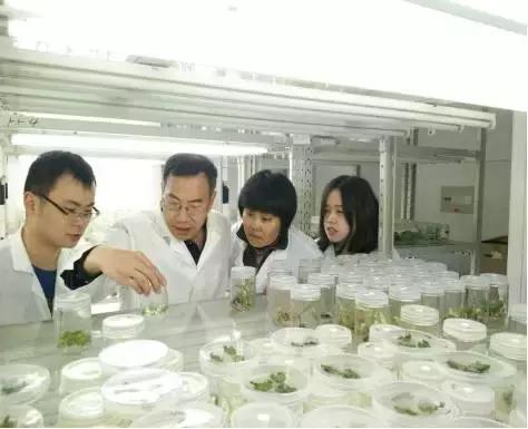 白芨的防病过程,白芨种植用药配方