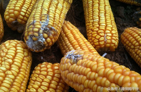 饲料发霉水煮能否杀除霉菌,饲料除霉味最有效的方法