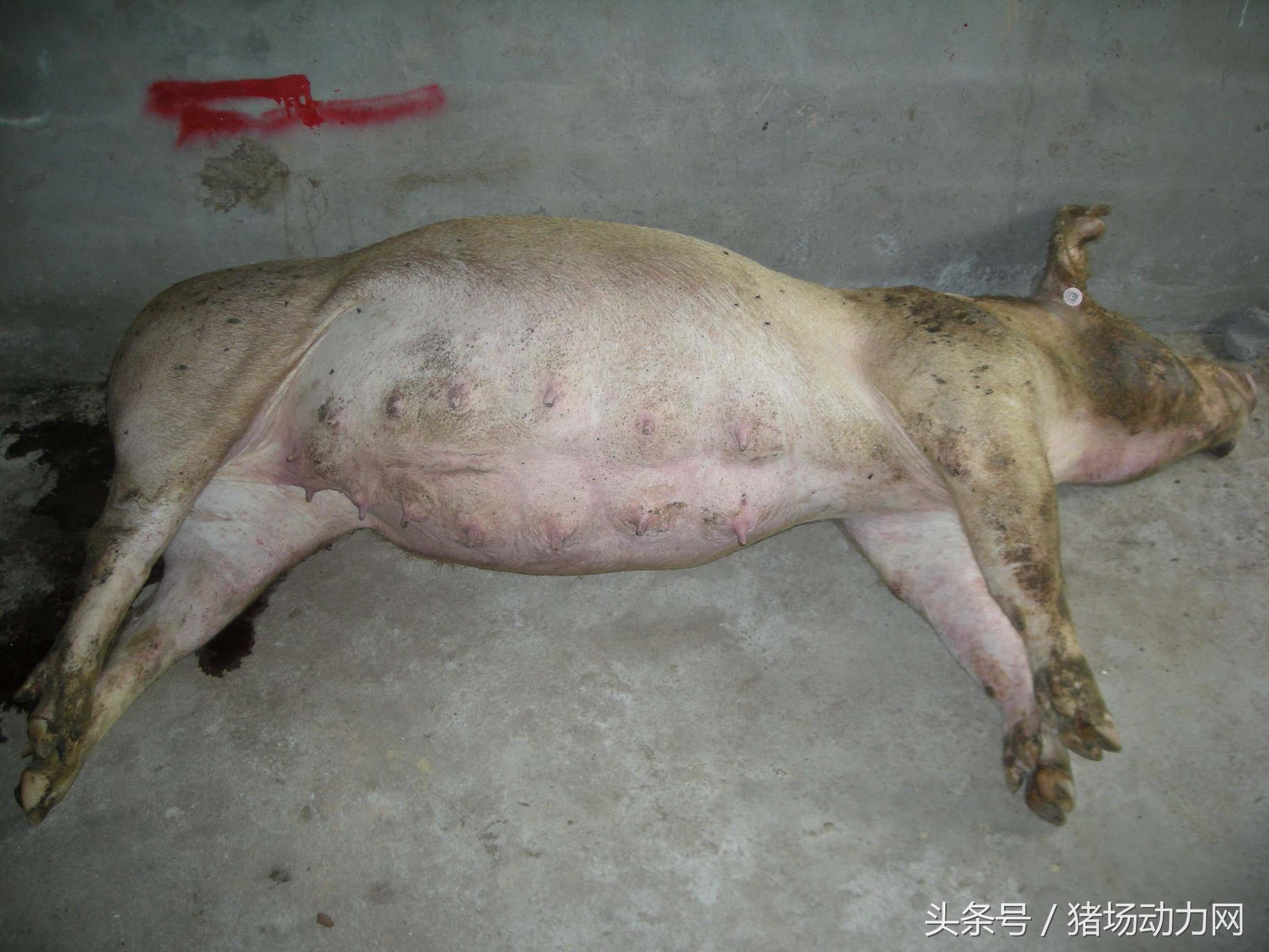 猪得胀气束手无策，看看这几个方法你用了没？