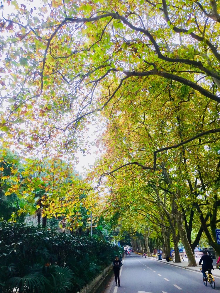 十大最美校园深圳大学,探访最美大学武汉大学