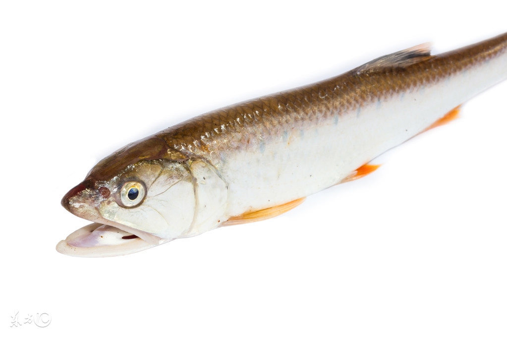 冬天排骨煮什么汤比较降火,冬天煲什么汤清热下火