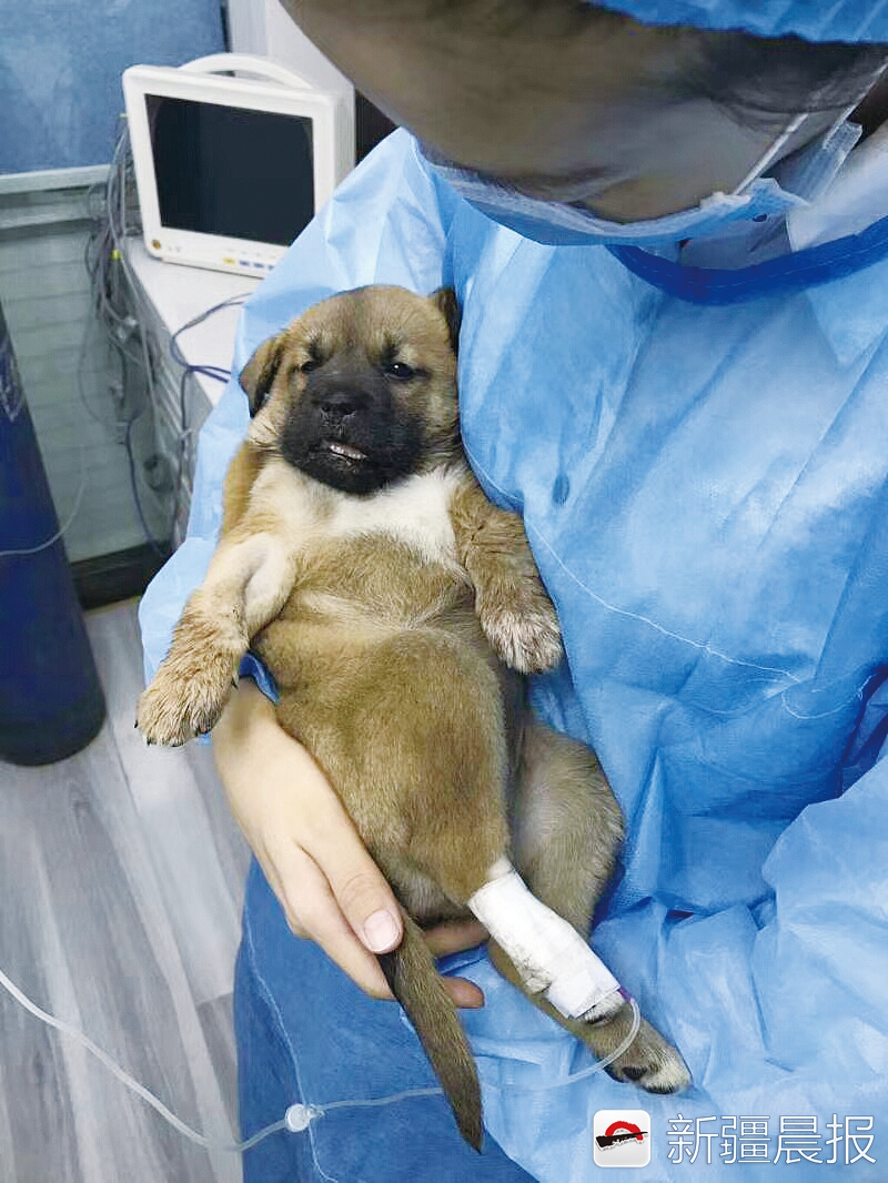 男子打流浪狗反被咬死,新疆昌吉流浪狗在地下室被虐事件