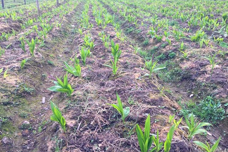 白芨种植技术提高白芨产量,白芨种植三年亩产收益