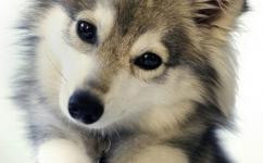 犬种百科之苏格兰牧羊犬,犬种百科德牧犬