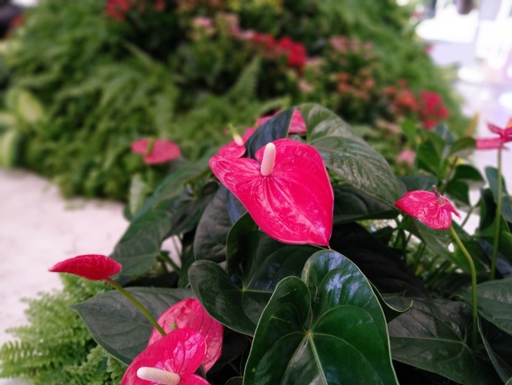 史上最均衡的锤子手机坚果Pro2评测