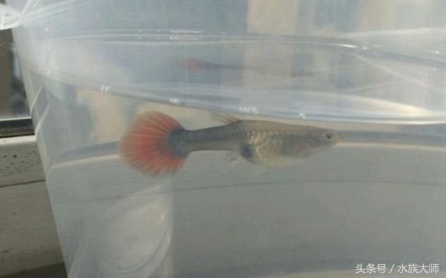 孔雀鱼分娩过程中捞出来,孔雀鱼分娩的预兆