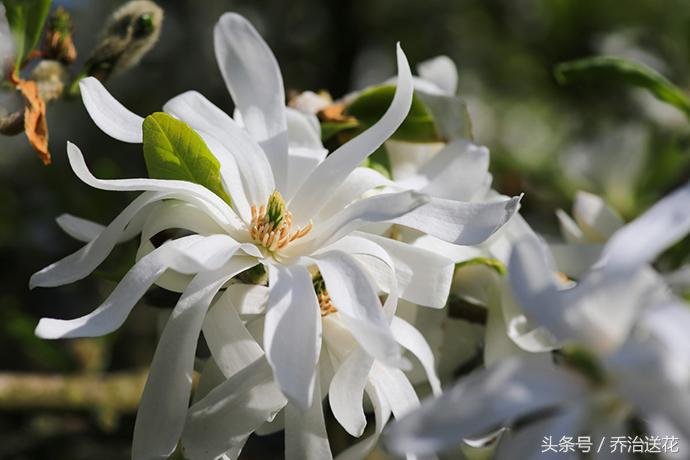 祖玛珑香水星花木兰,祖马龙花木兰香氛