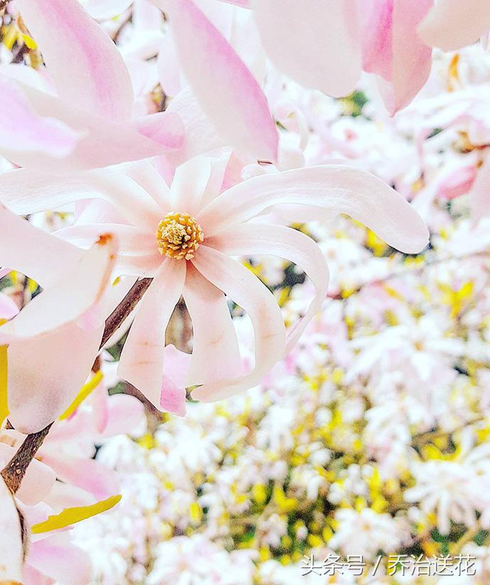 祖玛珑香水星花木兰,祖马龙花木兰香氛
