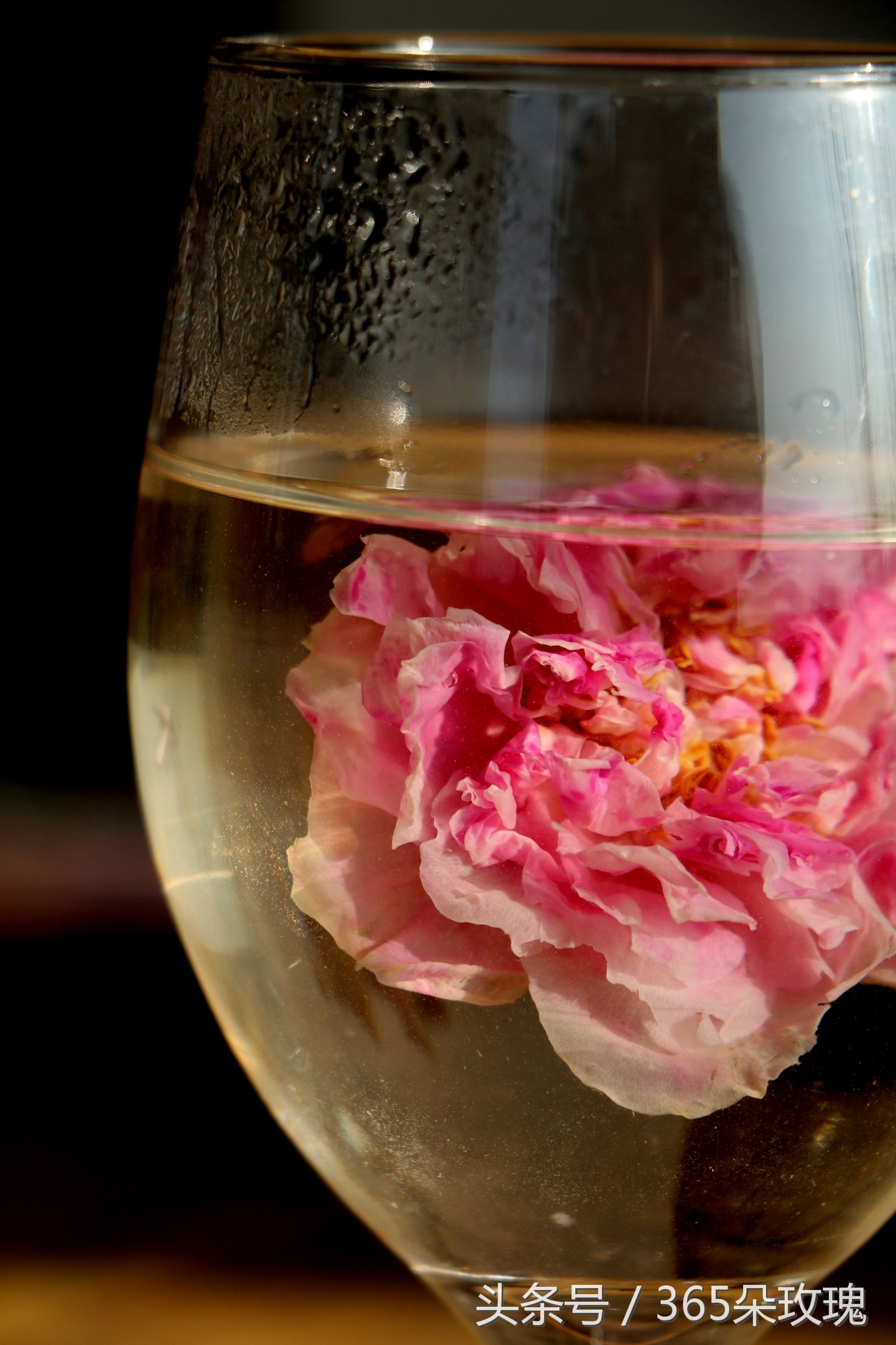 玫瑰花茶可以泡出精油吗女生,玫瑰花茶真的能泡出玫瑰精油吗