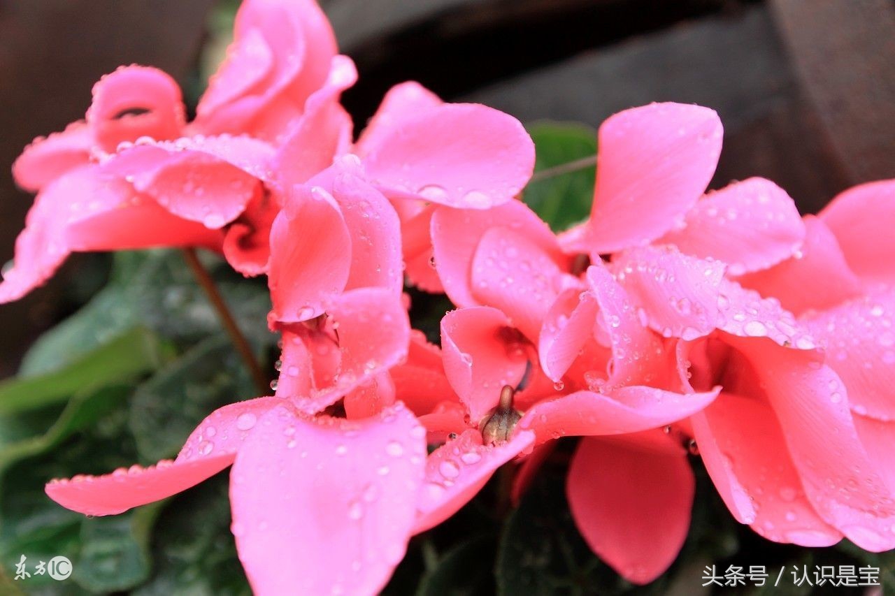 冬季盆栽仙客来要经常晒太阳吗,适合冬天阳台养的花卉盆栽仙客来