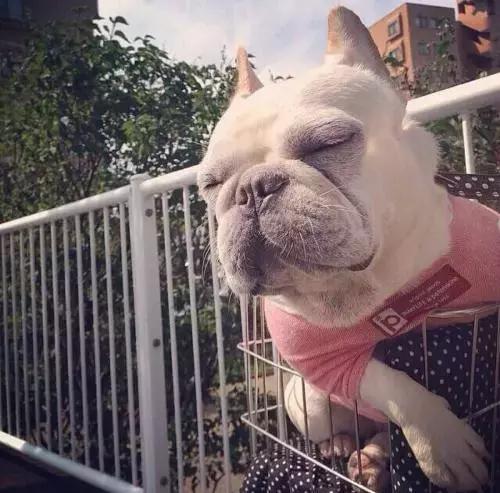 在家打扫卫生要注意安全,家里养宠物犬如何打扫卫生