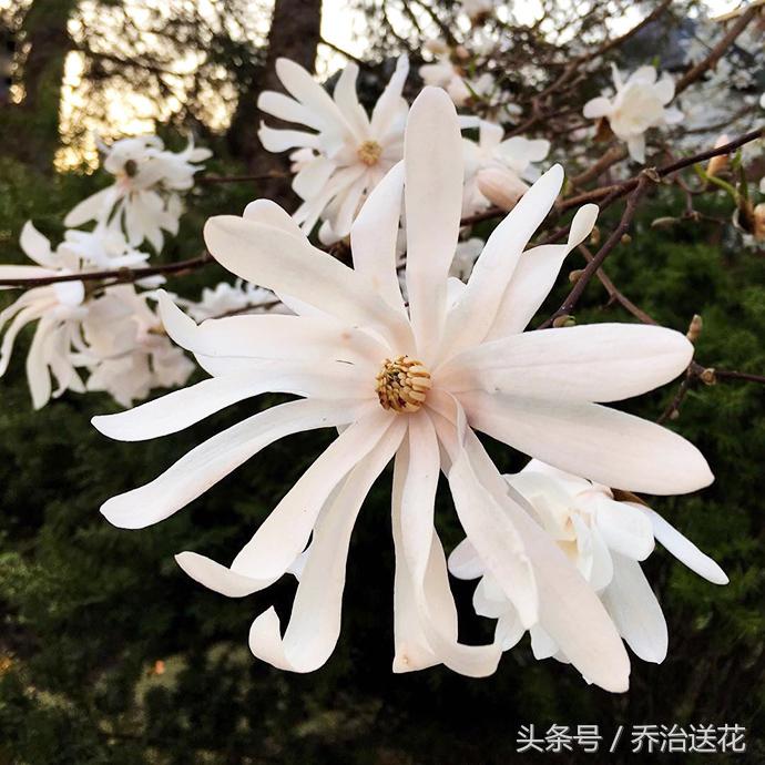 祖玛珑香水星花木兰,祖马龙花木兰香氛