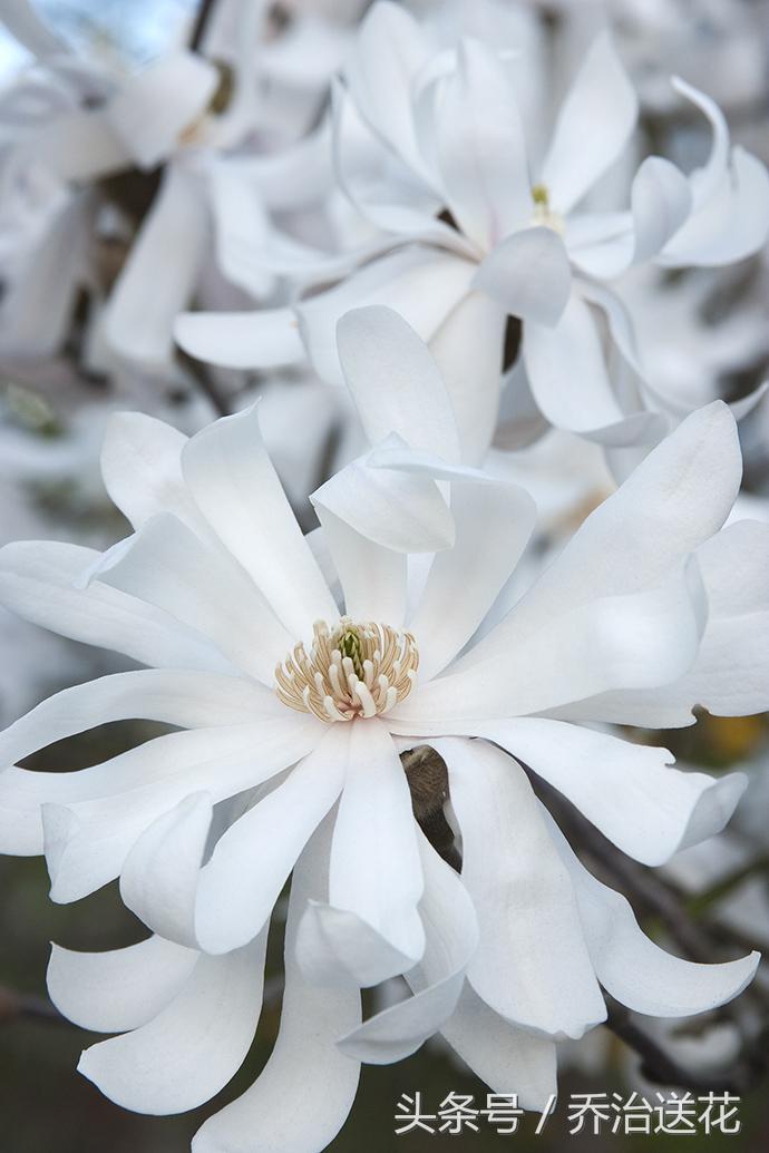 祖玛珑香水星花木兰,祖马龙花木兰香氛