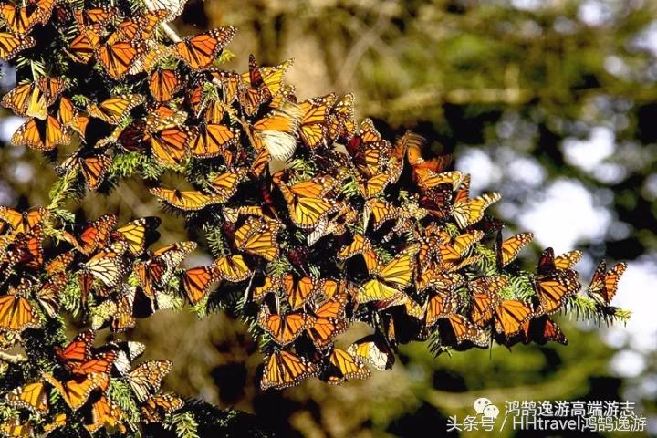 直飞新航线,国内开通直飞延吉的航线