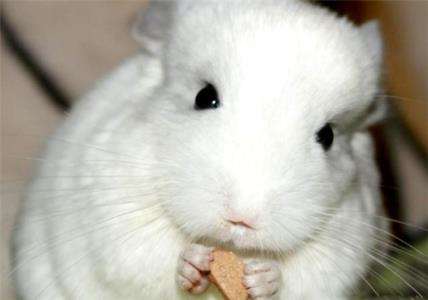 龙猫喂养最好的方法,龙猫喂养的正确方式